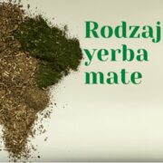rodzaje yerba mate